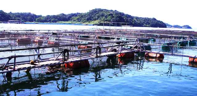 ふぐ契約養殖場